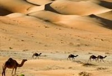 Camel Adventure